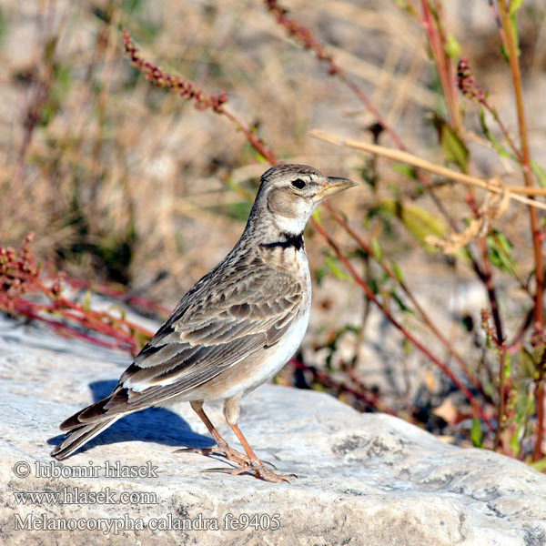 Melanocorypha calandra Дебелоклюна чучулига