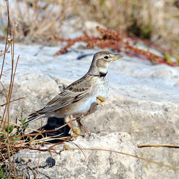 Lark Kalanderlerche Alouette calandre Calandria Común