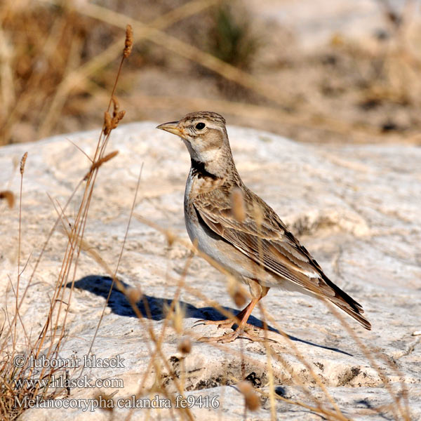 Alouette calandre Calandria Común Kalandra zpěvná