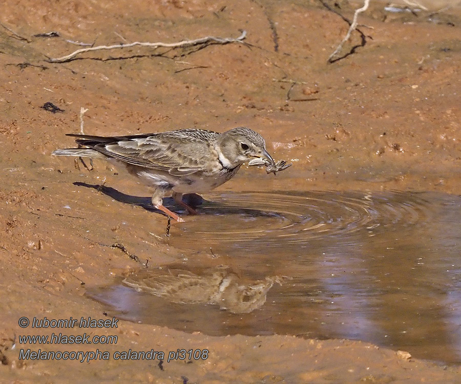 Calhandra-comum Степовий жайворонок Melanocorypha calandra