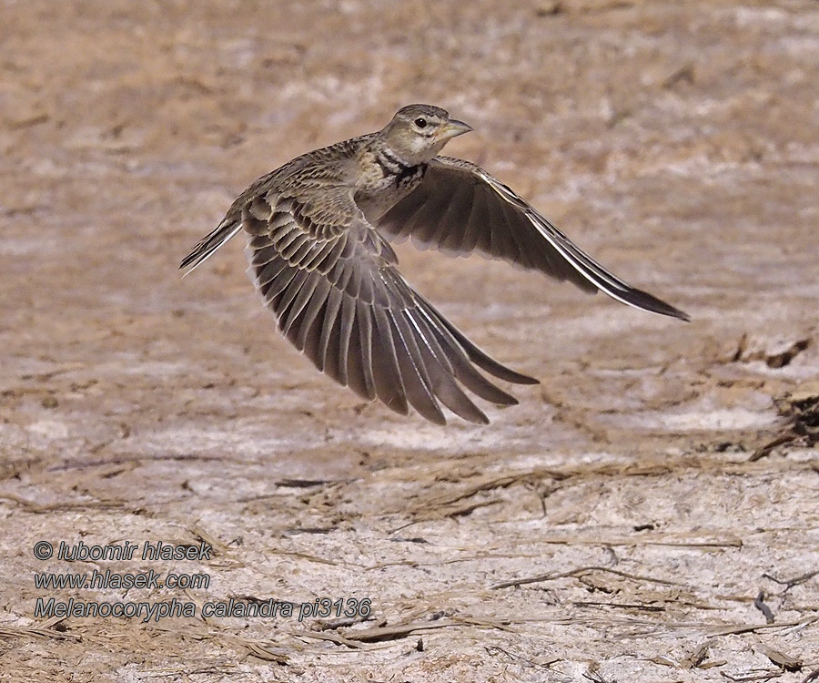 Жаворонок степной クロコウテンシ Melanocorypha calandra