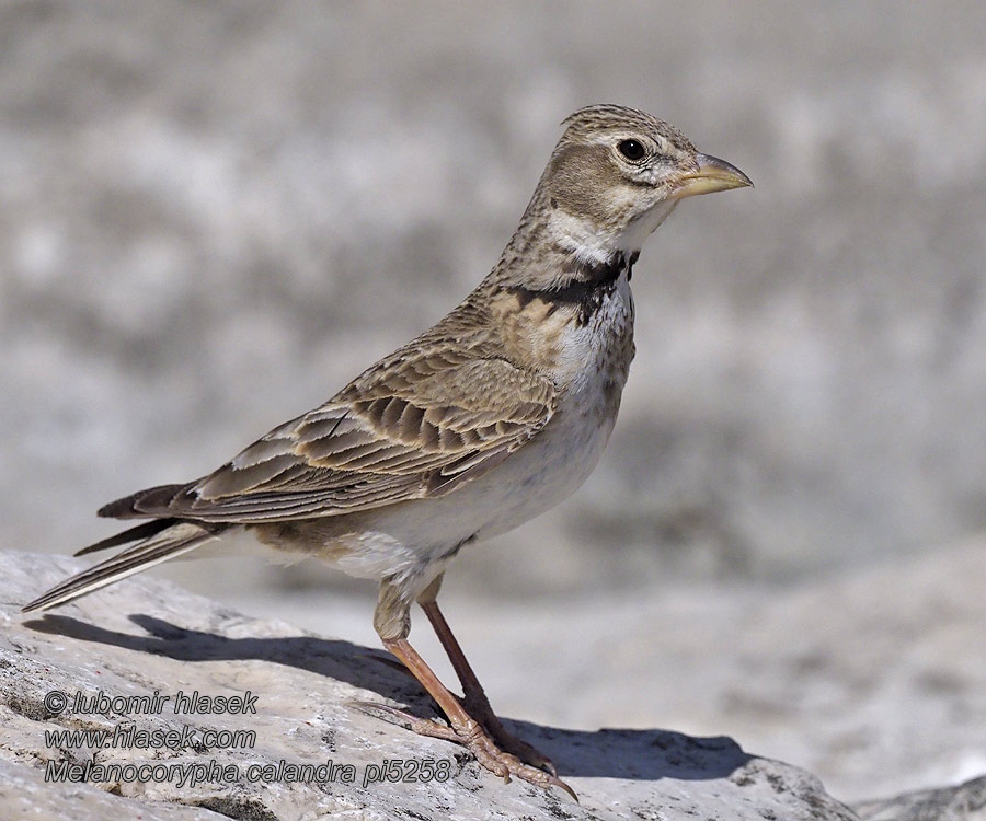 Kalandra zpěvná Melanocorypha calandra