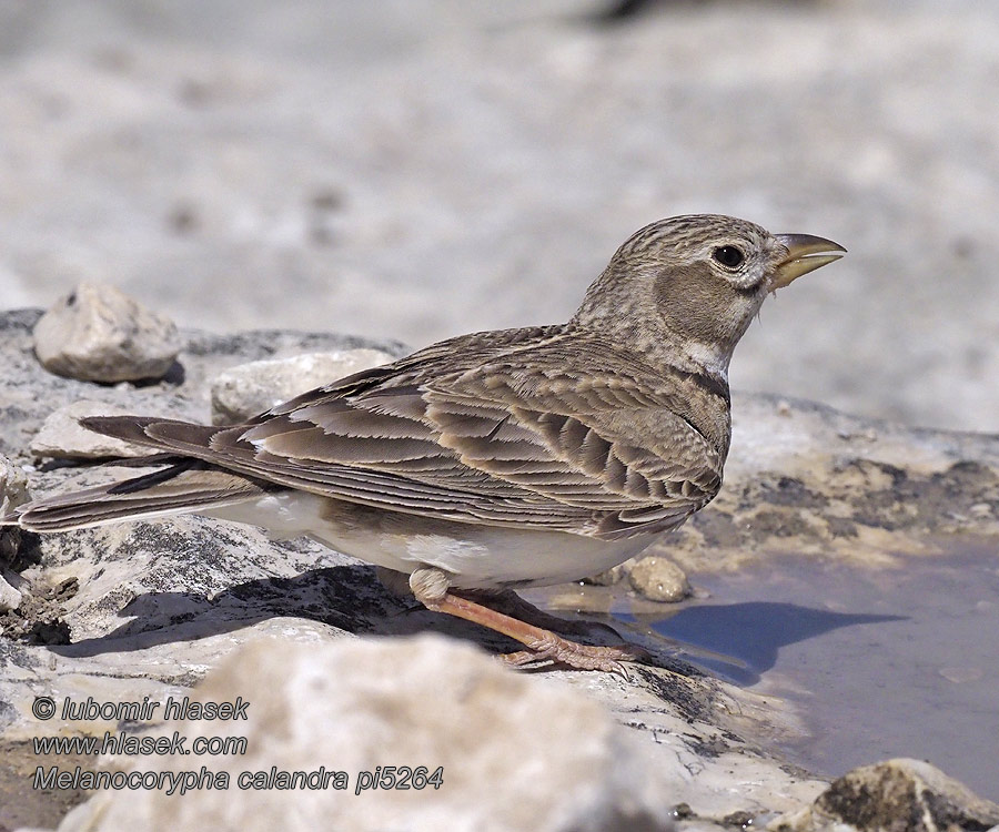 Calandria Común Melanocorypha calandra