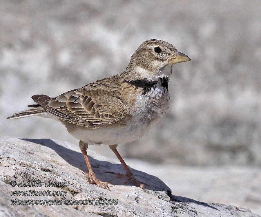 Lark Kalanderlerche Alouette calandre Melanocorypha calandra