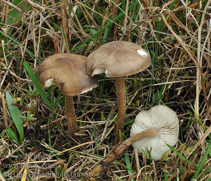 Melanoleuca albifolia Weissblättriger Weichritterling