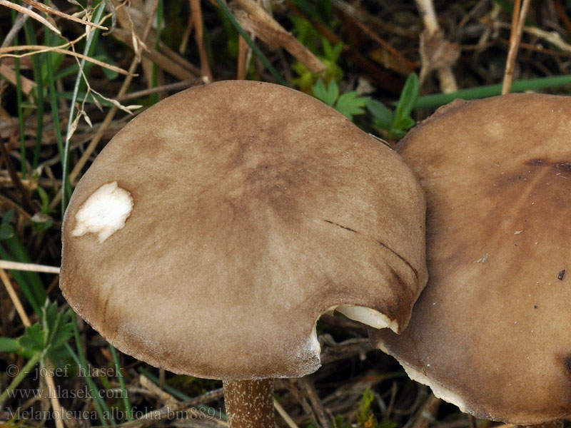 Melanoleuca albifolia Witplaatveldridderzwam