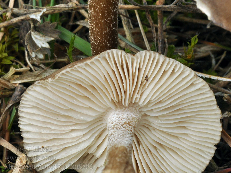 Melanoleuca_albifolia_bm8892