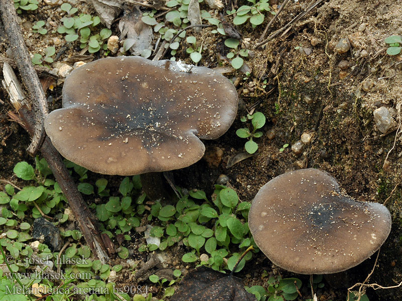 Melanoleuca_arcuata_bs9084