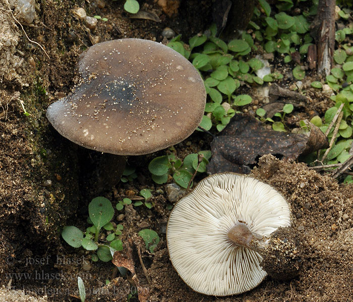 Melanoleuca arcuata Dunkelbrauner Weichritterling