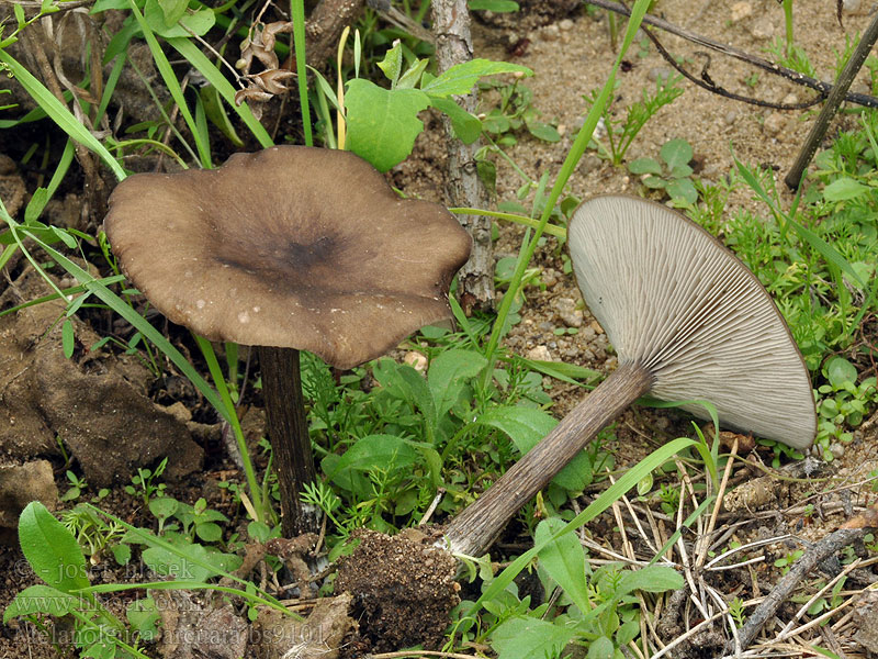 Melanoleuca arcuata Sysisataheltta