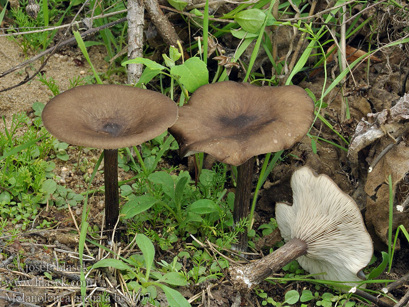 Dunkelbrauner Weichritterling Melanoleuca arcuata