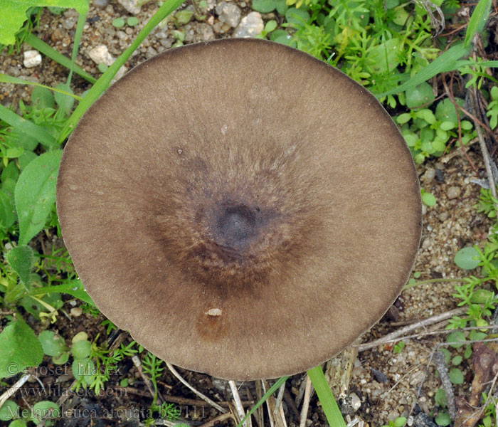 Ciemnobiałka brązowomiąższowa Melanoleuca arcuata