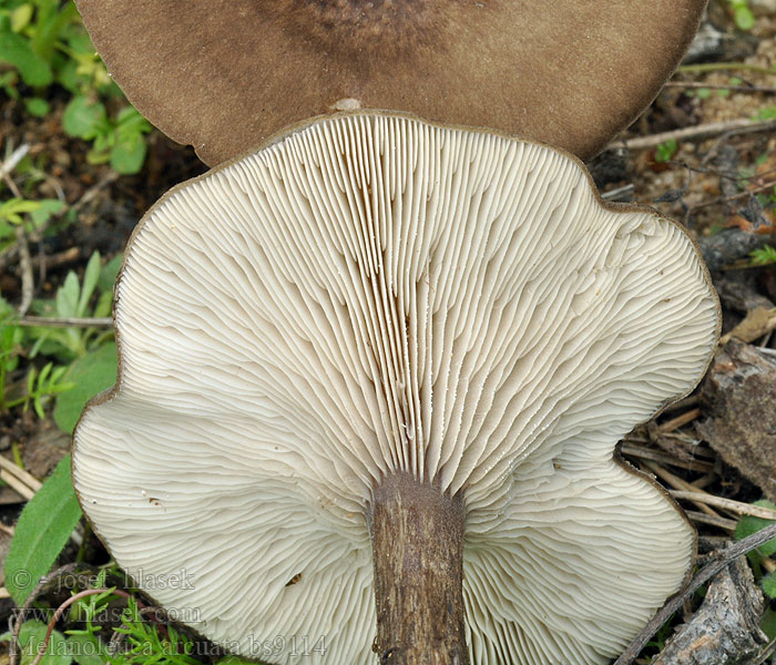 Tmavuľka hľuznatá Sysisataheltta Melanoleuca arcuata