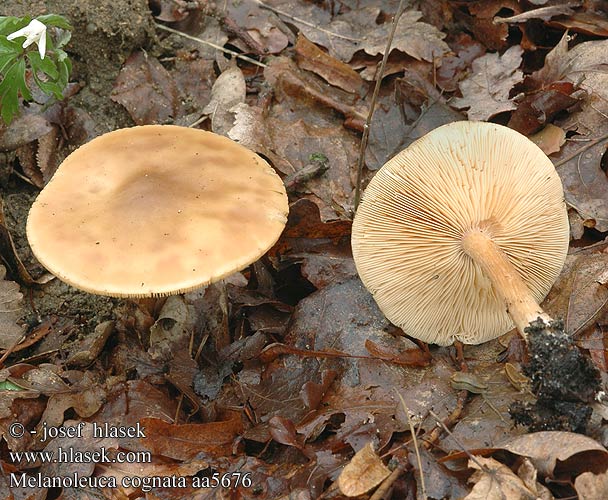 Melanoleuca cognata