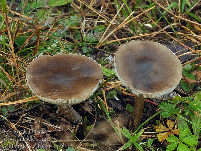 Melanoleuca friesii Friesscher Weichritterling