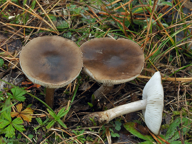 Friesscher Weichritterling Melanoleuca friesii