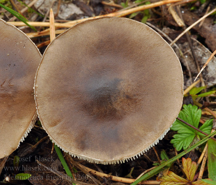 Melanoleuca friesii