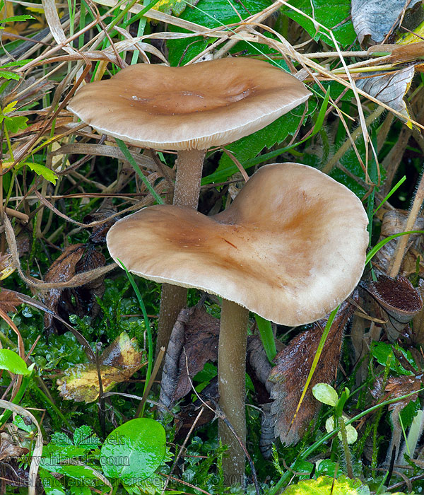 Melanoleuca microcephala Tmavobělka drobnohlavá