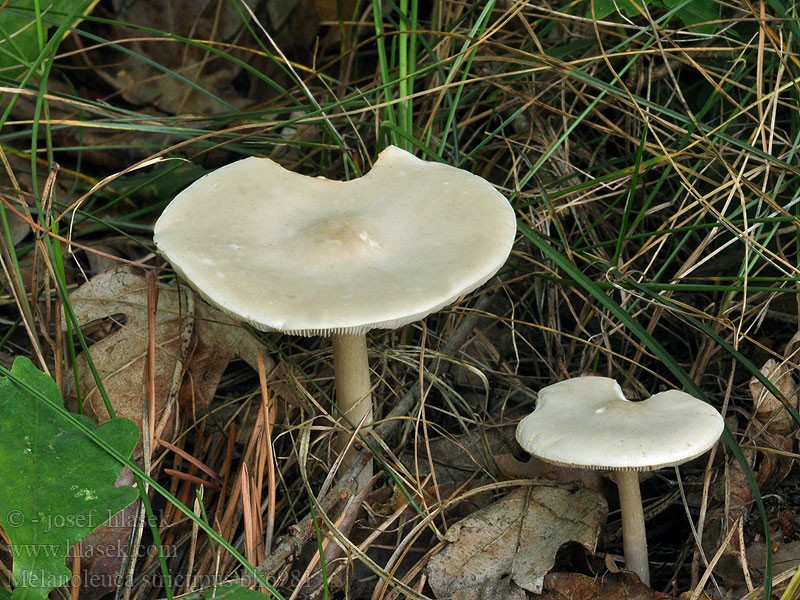 Melanoleuca strictipes Tmavobělka světle medová Sommarmusseron