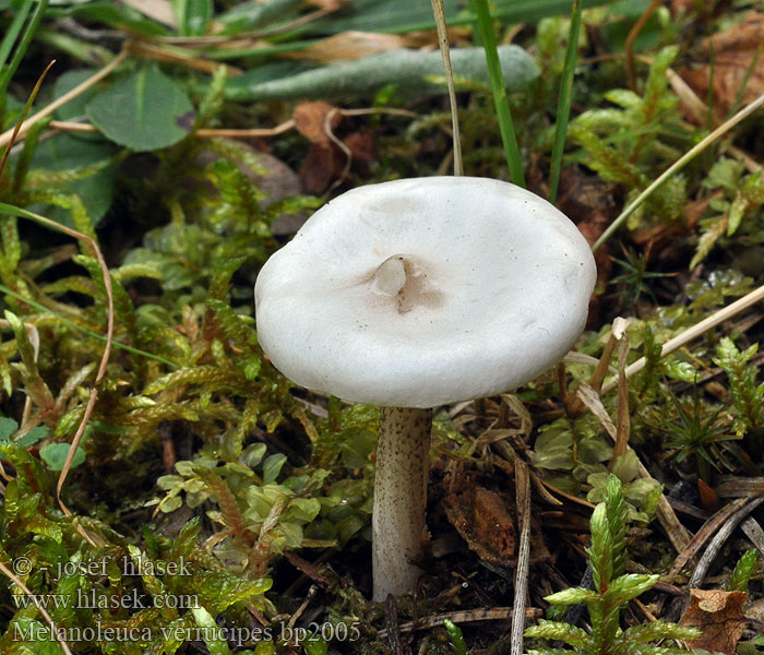 Melanoleuca_verrucipes_bp2005