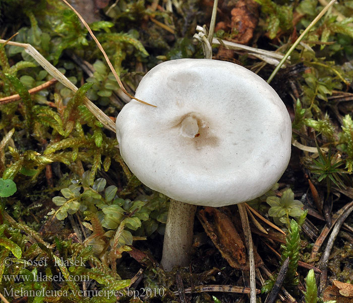 Melanoleuca_verrucipes_bp2010