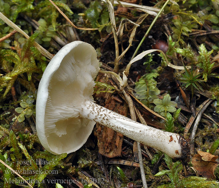 Melanoleuca_verrucipes_bp2012