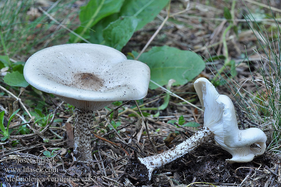 Melanoleuca verrucipes Rufodet Munkehat Pärlmusseron