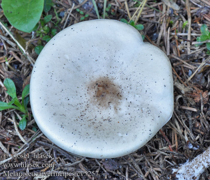 Melanoleuca verrucipes Suomusataheltta Mélanoleuque pied verruqueux