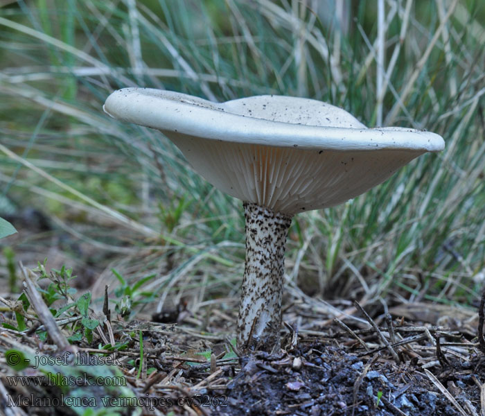 Melanoleuca verrucipes Skrubbmunkehatt