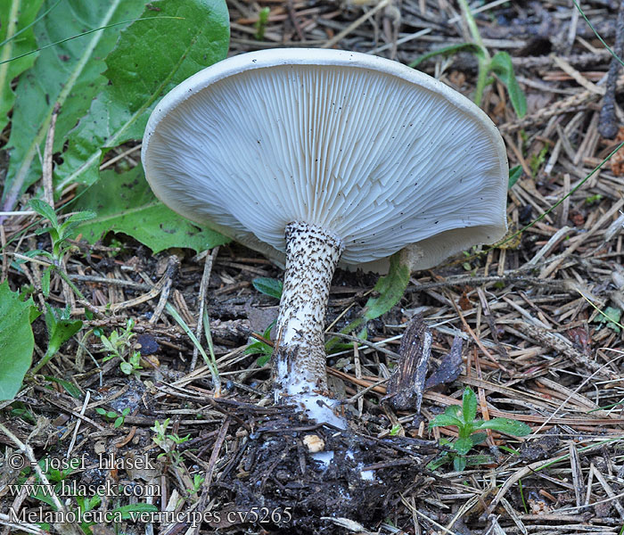 Melanoleuca verrucipes