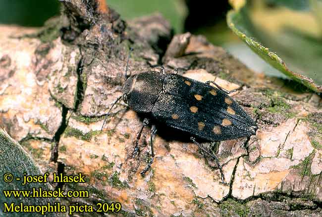 Melanophila picta