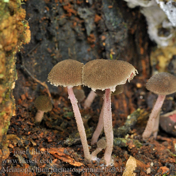 Melanophyllum haematospermum Černolupen krvavý