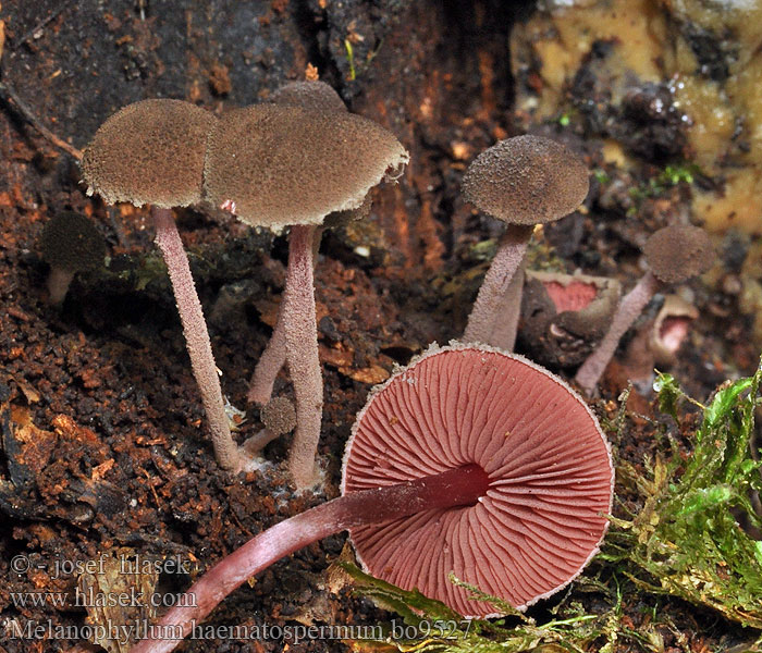 Melanophyllum haematospermum Blutblättriger Buntschirmling