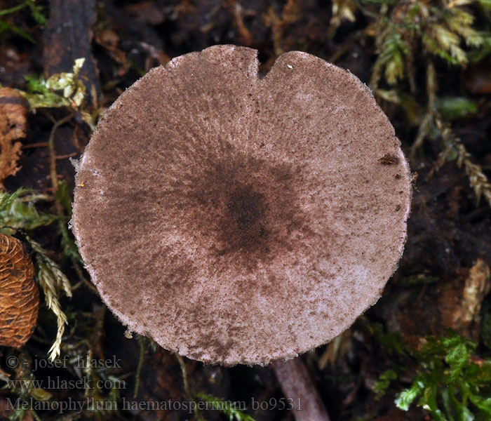 Melanophyllum haematospermum Verkleurzwammetje