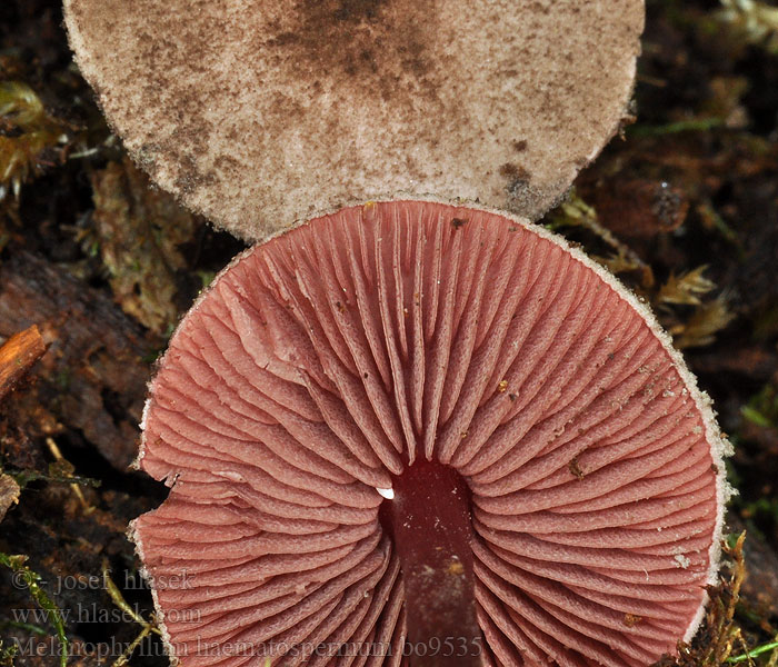 Melanophyllum haematospermum Ciemnoblaszek krwistozarodnikowy