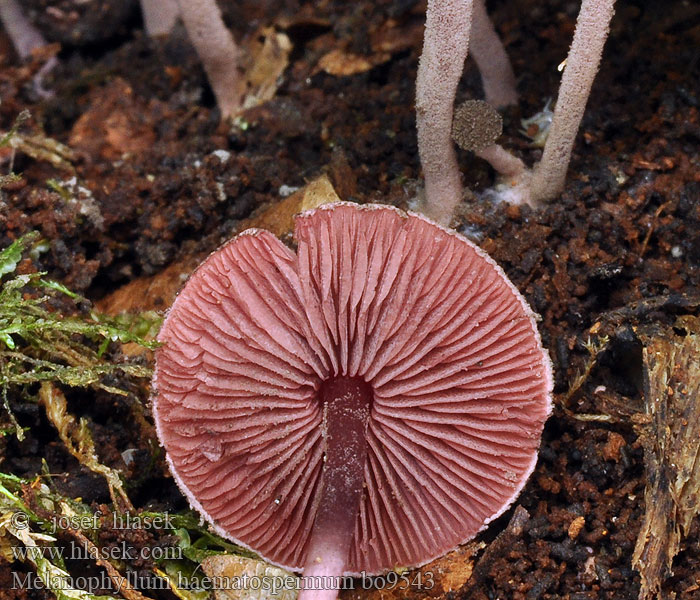 Melanophyllum haematospermum Tmavolupeňovka krvavá