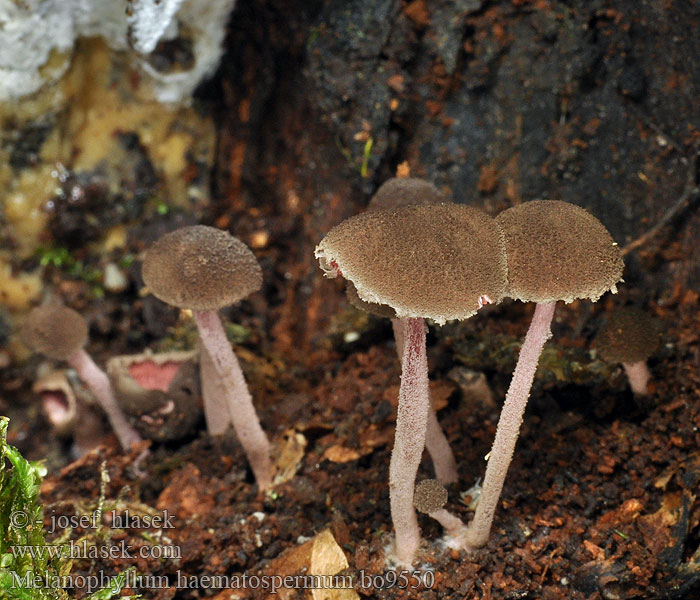 Melanophyllum haematospermum Sodet parasolhat