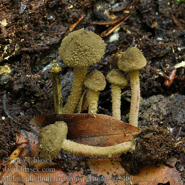 Melanophyllum haematospermum Lépiote lames rouges