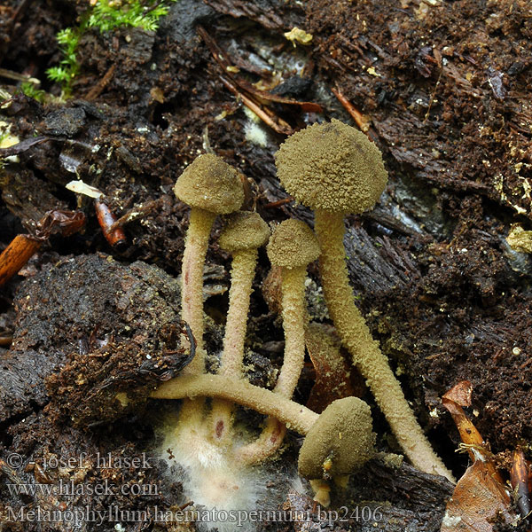 Melanophyllum haematospermum Granathuldrehatt