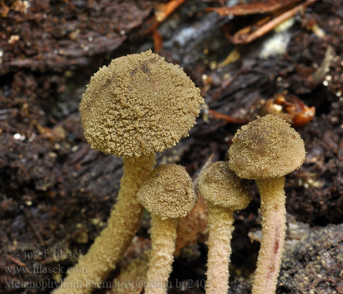 Melanophyllum haematospermum Чёрнопластинник кроваво-красный