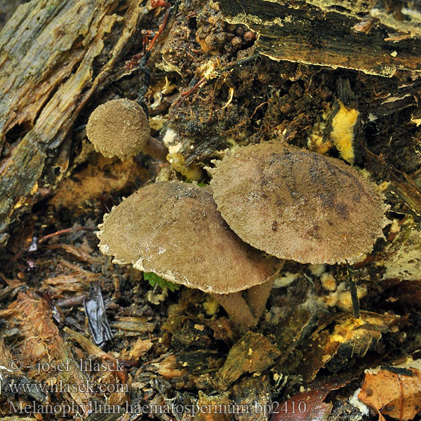 Чёрнопластинник кроваво-красный Melanophyllum haematospermum<