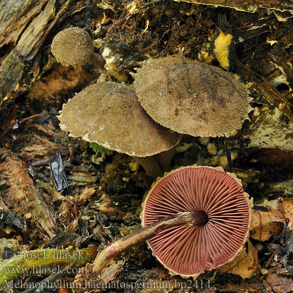 Černolupen krvavý Melanophyllum haematospermum