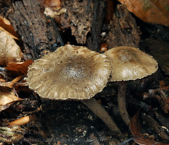 Blutblättriger Buntschirmling Melanophyllum haematospermum