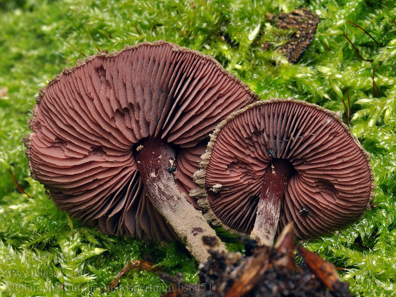 Verkleurzwammetje Melanophyllum haematospermum