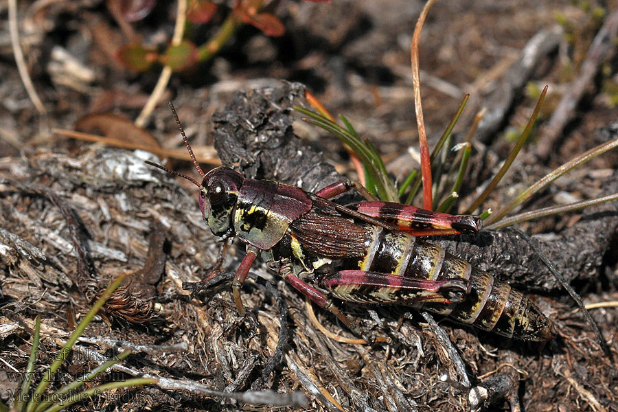 Melanoplus frigidus Nordische Gebirgsschrecke Lapinsirkka Fjällgräshoppa