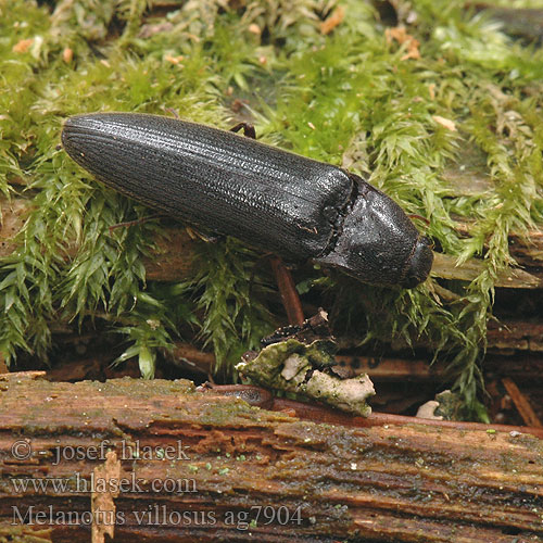 Melanotus villosus ag7904