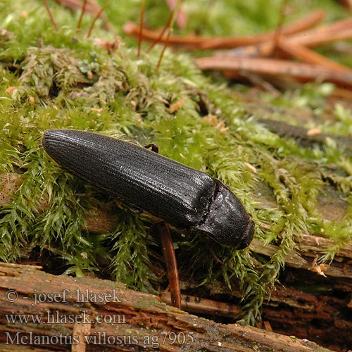 Melanotus villosus ag7905