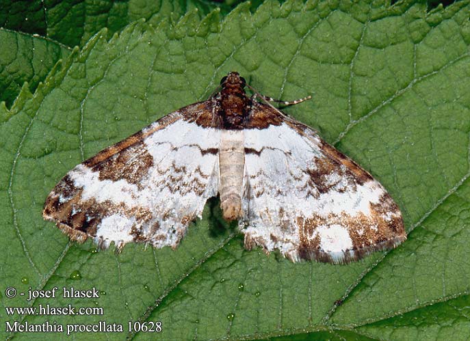 Melanthia procellata Waldreben-Blattspanner Sturmvogel