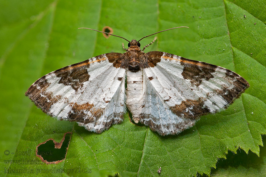 Waldreben-Blattspanner Sturmvogel Melanthia procellata