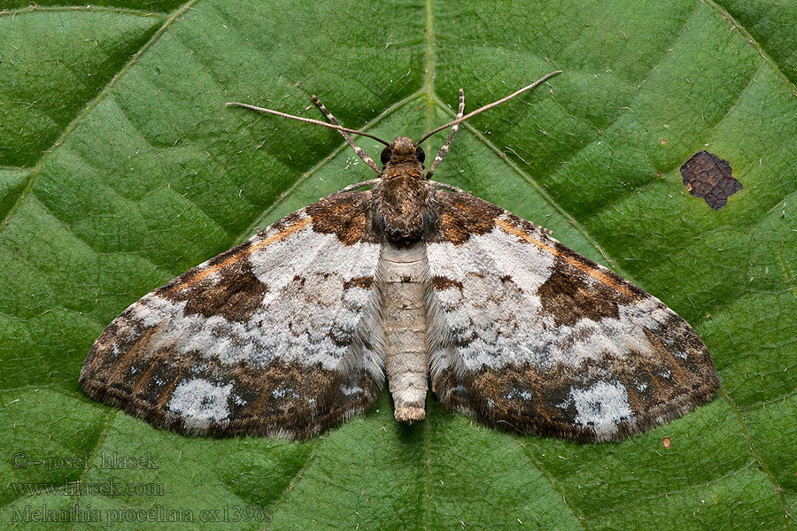 Pretty Chalk Carpet Witvlekbosrankspanner Melanthia procellata